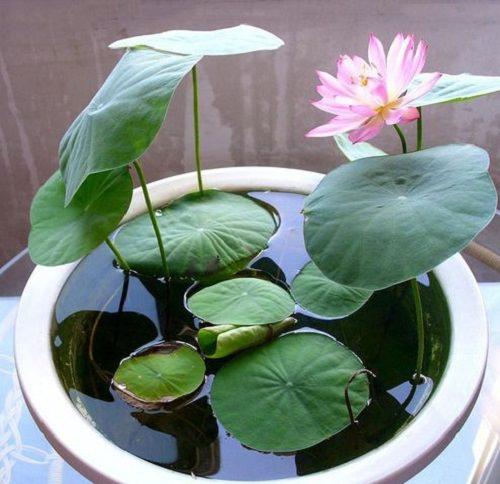 Growing Sacred Lotus from Seed in India • India Gardening