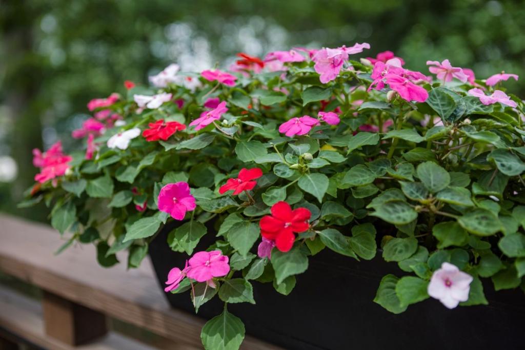 The proper grow and care guide for the Impatiens flower