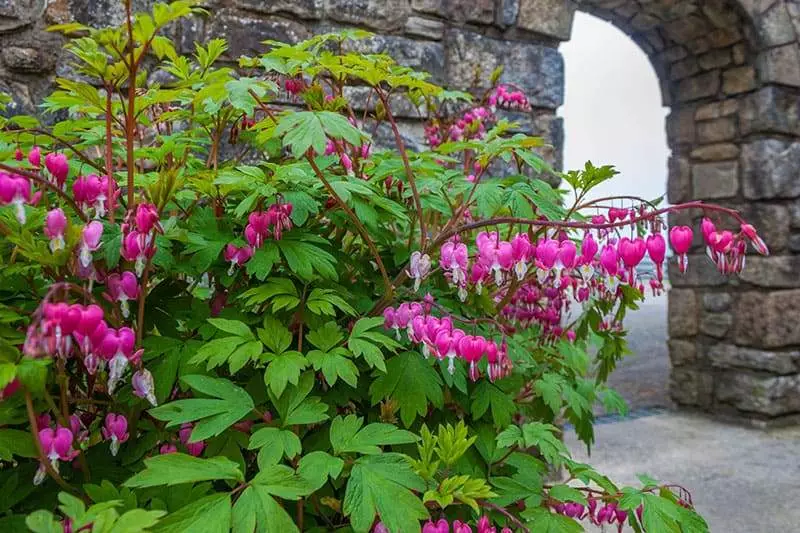 Bleeding Heart Plants for Sale - Buying & Growing Guide - Trees.com
