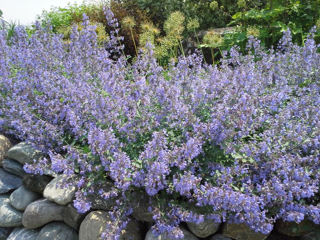 How to Grow Catmint - Plant Instructions