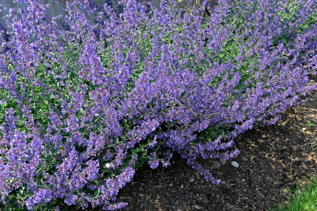 Catmint: Easy Care and Color With This Perennial - Sunset Magazine