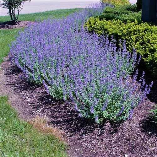 How to Plant and Grow Catmint (Nepeta) | Gardener's Path
