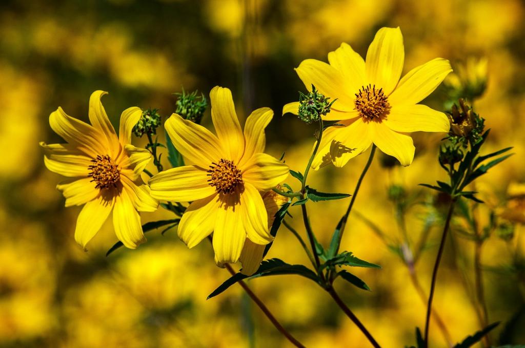 How To Propagate Coreopsis. 3 Best Ways - Krostrade