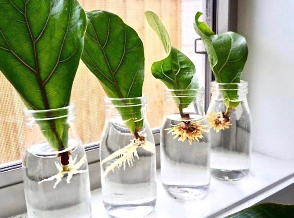Can You Grow a Croton From a Single Leaf? - Laidback Gardener