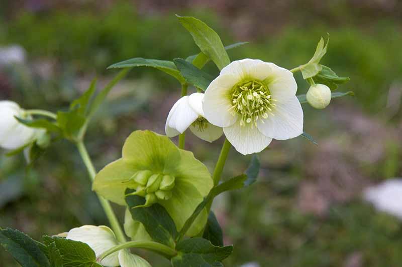 How to Propagate Hellebores | Gardener's Path