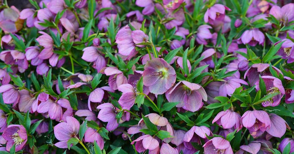 How to Propagate Hellebores | Gardener's Path
