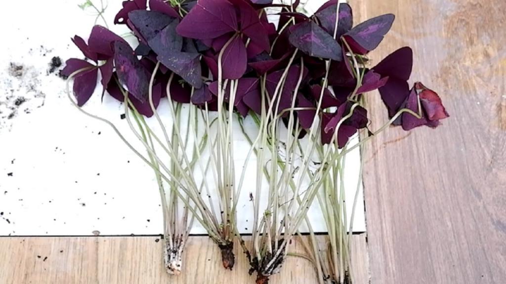 How to Divide and Propagate Oxalis Triangularis + Care Tips (Purple Shamrock ) - YouTube