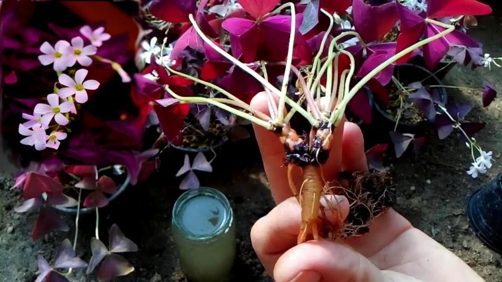 How to grow Oxalis (Purple Love Plant) - YouTube