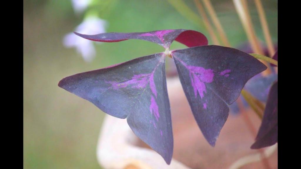Purple Shamrock Propagation _ Now You Can Grow Oxalis Triangularis - YouTube