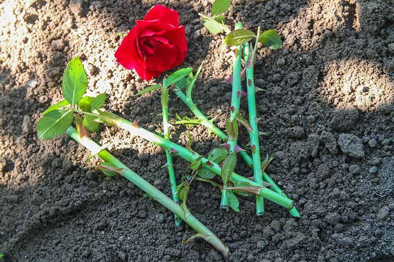 How to Propagate Roses from Cuttings | Gardener's Path