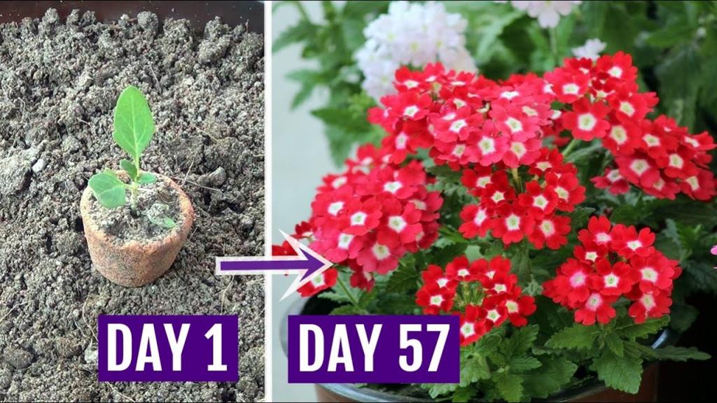 How to Grow Verbena Plant with All Care Tips - Complete Guide - YouTube