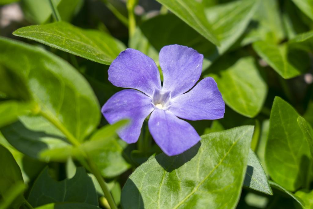 How To Propagate Vinca From Cuttings For Success - Krostrade
