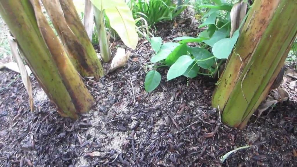 Maintaining Banana Trees One pound of 626 granular fertilizer per banana stalk. Prune pups so they don't compete for food… | Banana plants, Grow banana tree, Plants