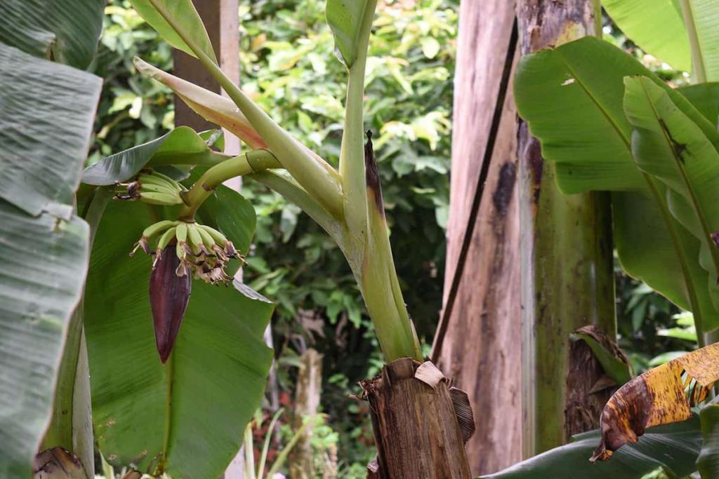 Should You Cut Dead Leaves Off A Banana Tree? - GardenTabs.com