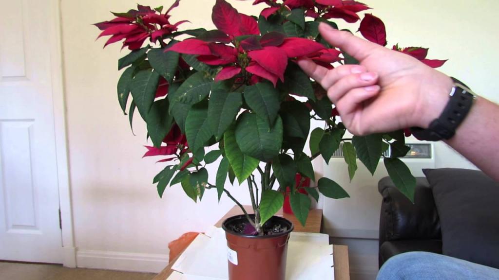Poinsettia Care: After Flowering - YouTube