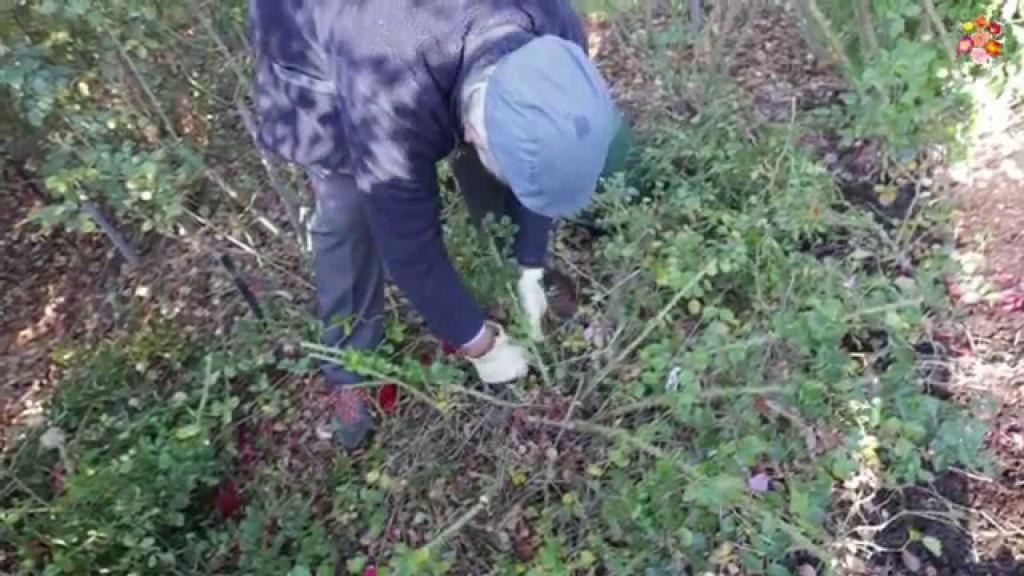 How to prune your ground cover rose - YouTube