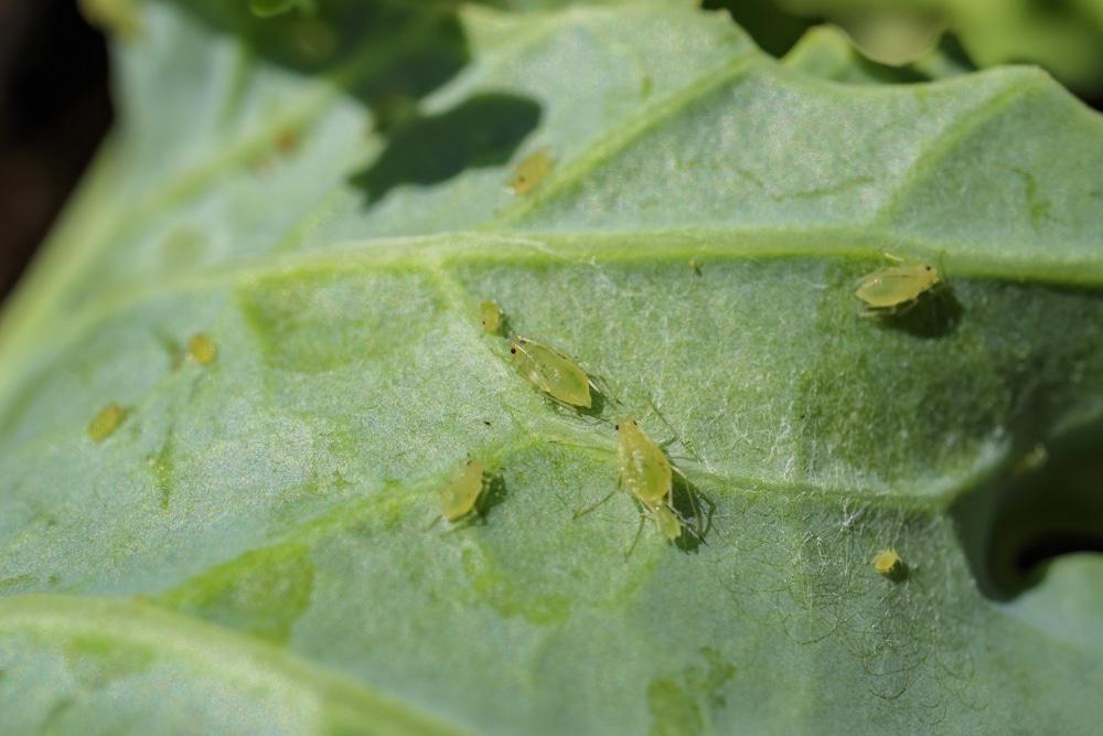 Aphids on Kale » All the Facts on the Pesky Pest