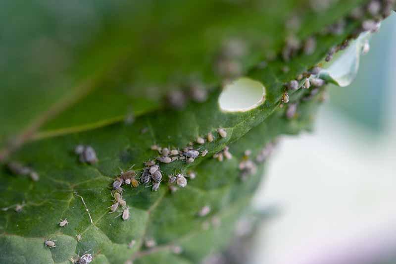 How to Naturally Kill Insects on Kale | Gardener's Path