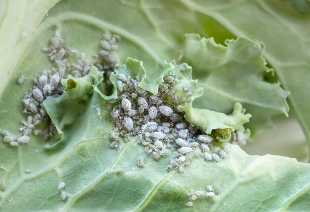 14 Vegetables That Aphids Love (And How To Keep Them Away) - Pest Pointers