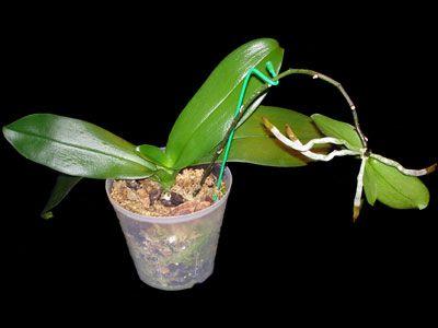 Keiki on a Phalaenopsis. Tips on how to care for a baby orchid forming on the old flower shoot of the mother plant. | Plants, Orchid plants, Growing orchids