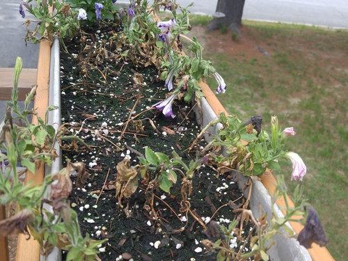 Wave petunias dying
