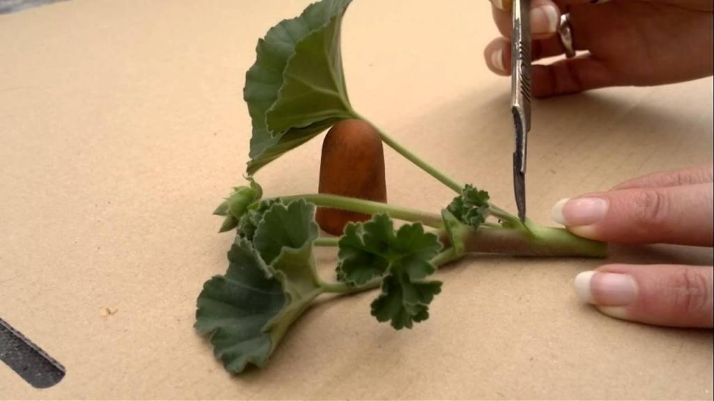 How to take pelargonium(geranium) cuttings - YouTube