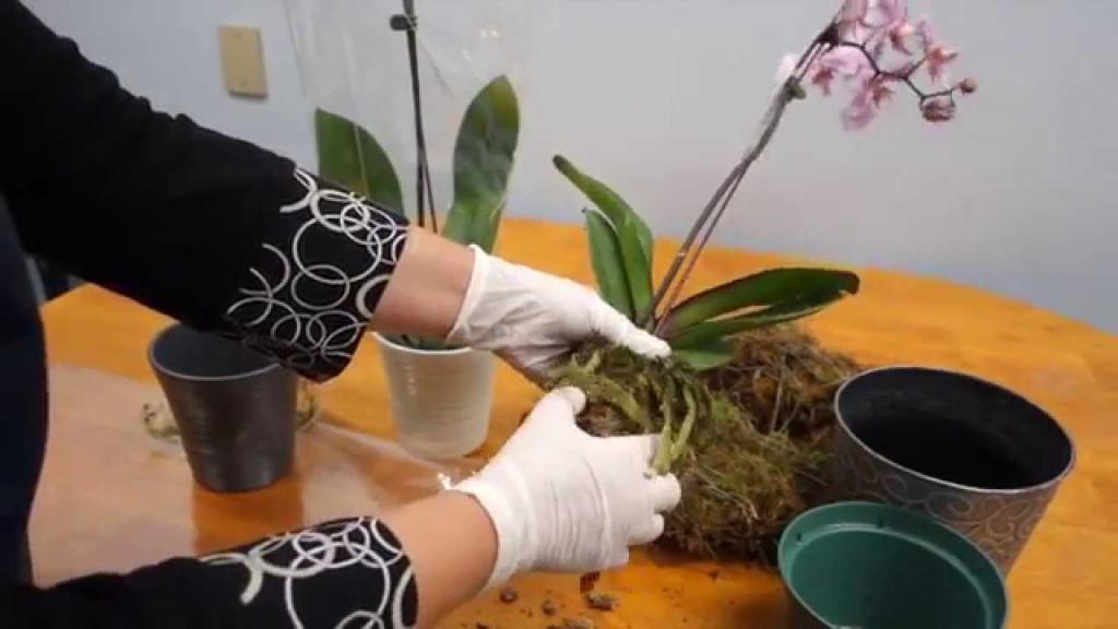 Orchid Care Trick : How to Save Your Potted Orchid From Dying - YouTube