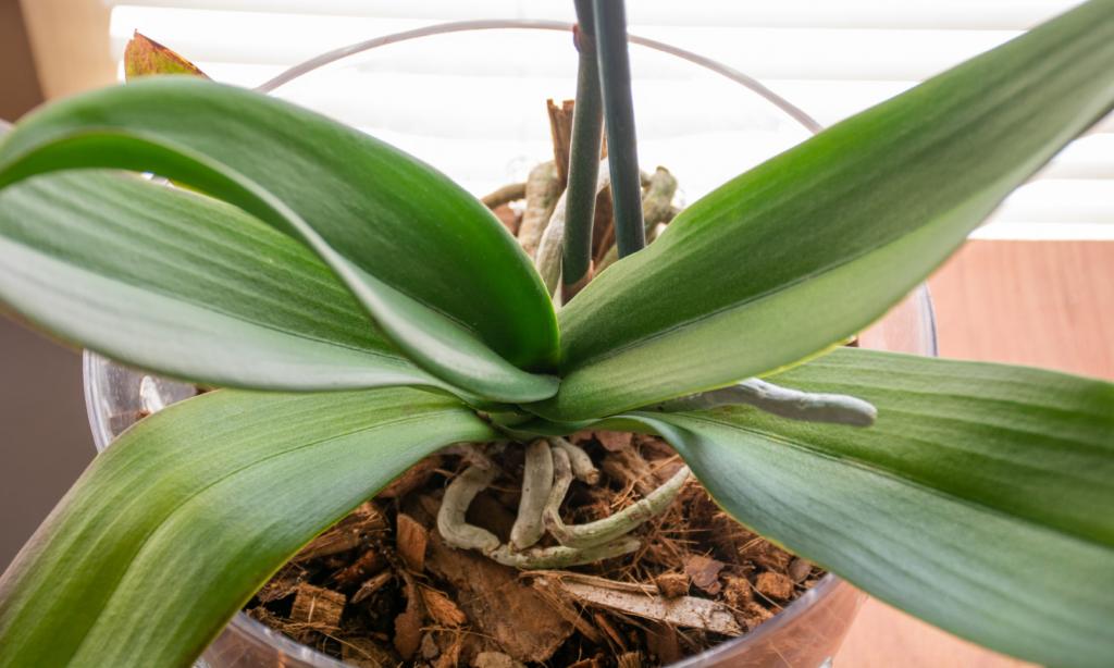Is My Orchid Dead, or Can I Revive It? - Brilliant Orchids