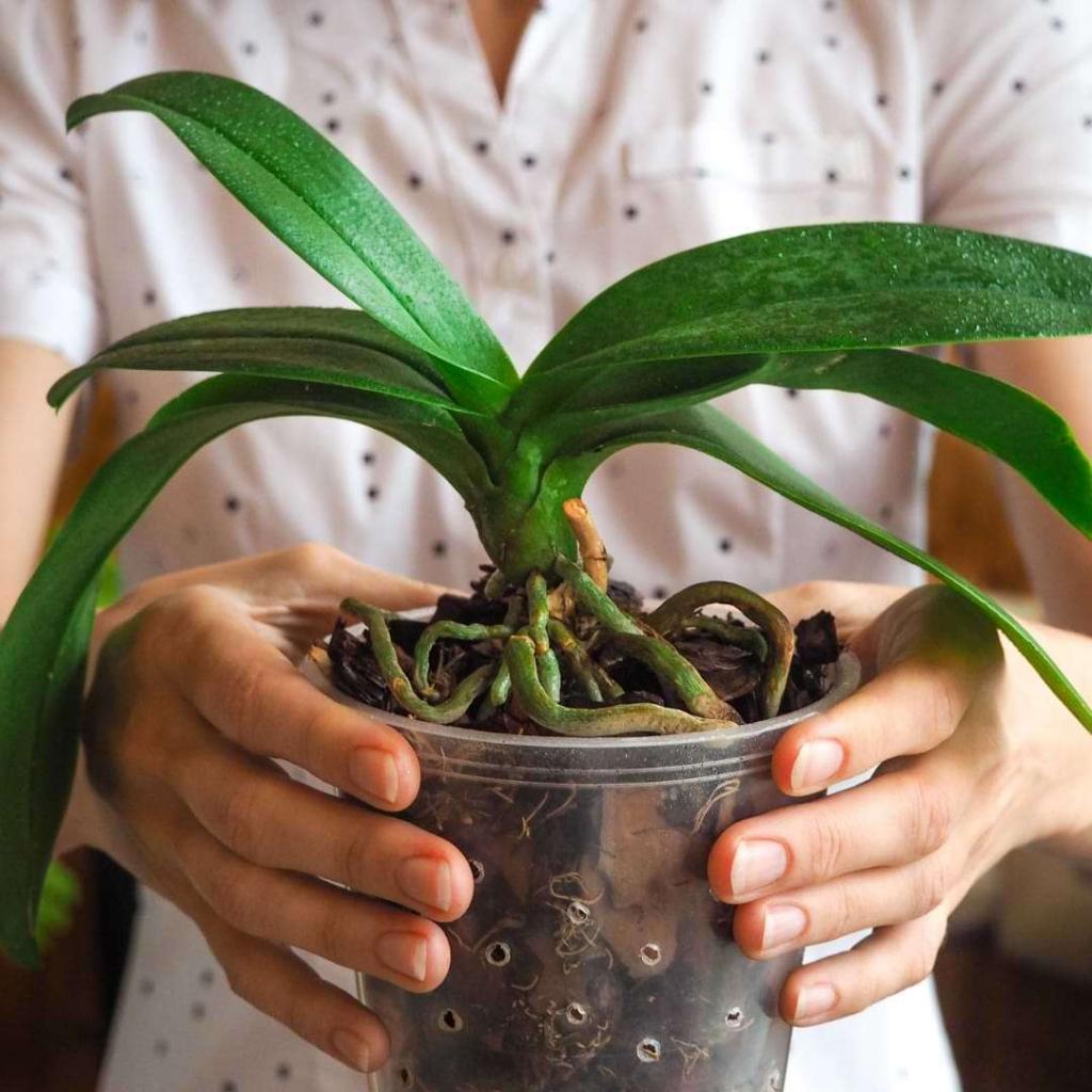 Overwatered Orchid Leaves | Symptoms & How to Fix