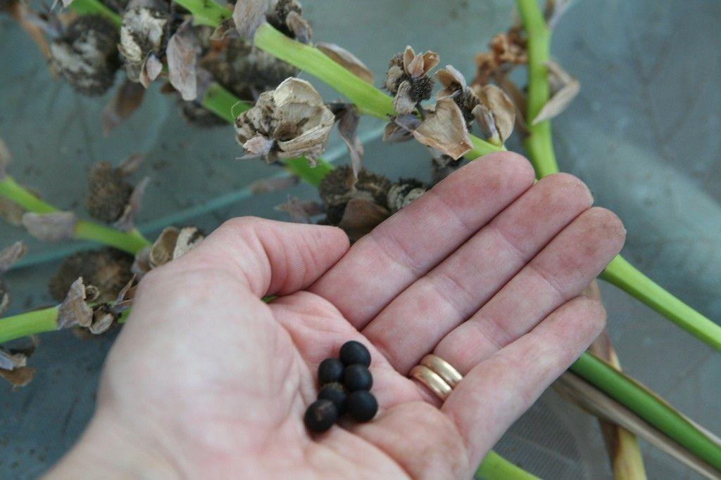 Canna Seed Propagation - How To Germinate Canna Lily Seeds | Canna lily, Lily seeds, Canna flower