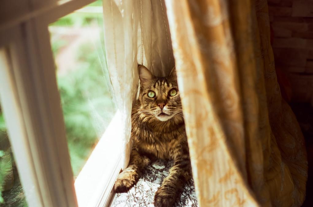 Claw-Shredded Curtains and What You Can Do About It - Katzenworld