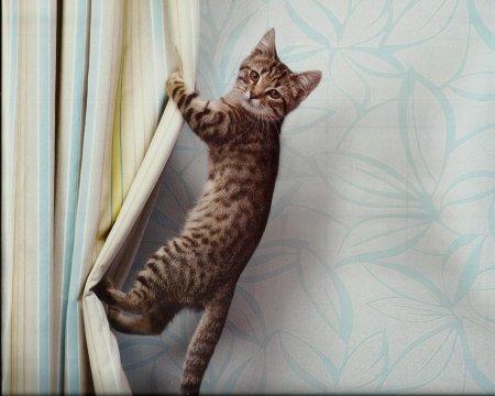 Dogs and Cats Ruining Your Curtains, here is what to do.