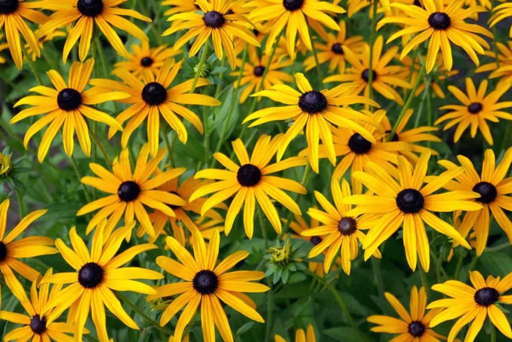 How And When To Transplant Black-Eyed Susans - GardenTabs.com