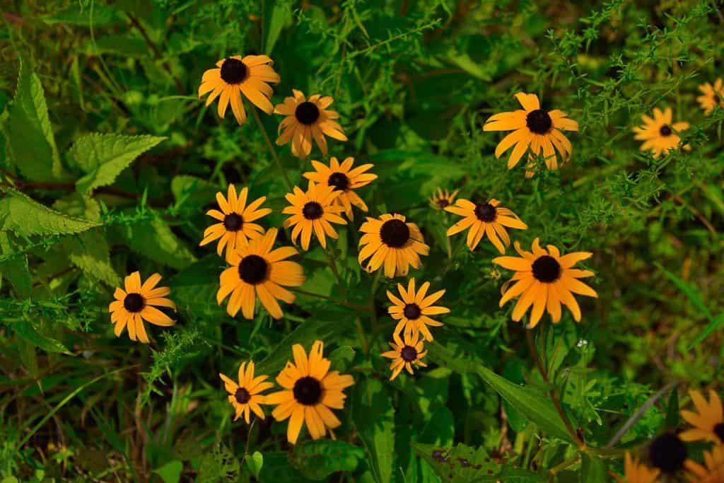 How And When To Transplant Black-Eyed Susans - GardenTabs.com
