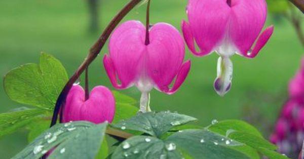 How to Transplant Bleeding Heart Plants | Bleeding heart plant, Bleeding heart flower, Planting flowers