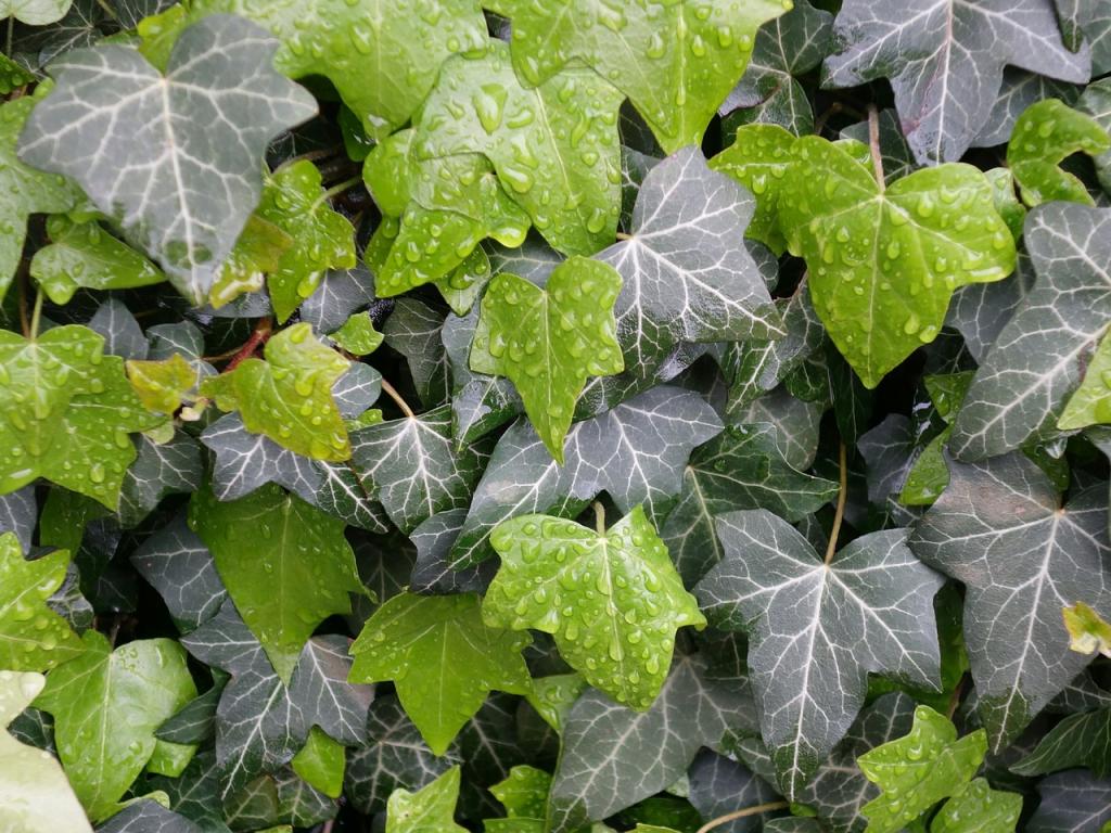 How To Treat Brown Spots On Ivy Leaves - Krostrade