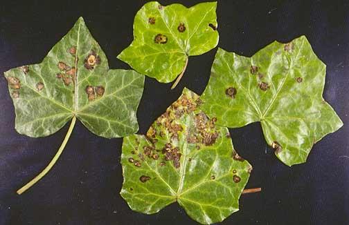 Ivy (Hedera helix)-Bacterial Leaf Spot and Stem Canker | Pacific Northwest Pest Management Handbooks