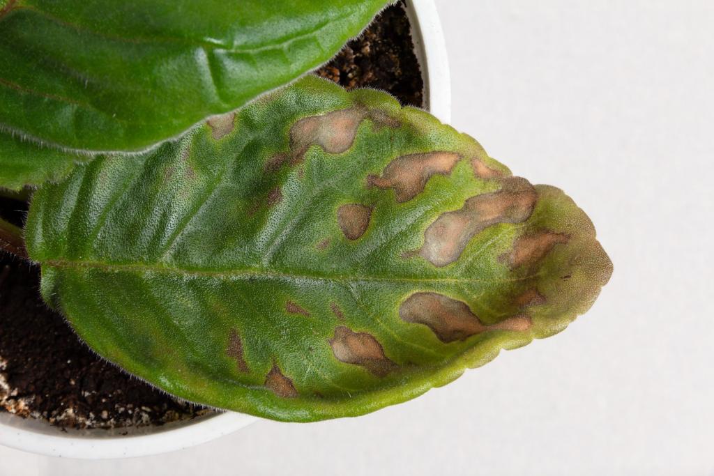 How to Prevent Brown Spots on Plant Leaves - Birds and Blooms