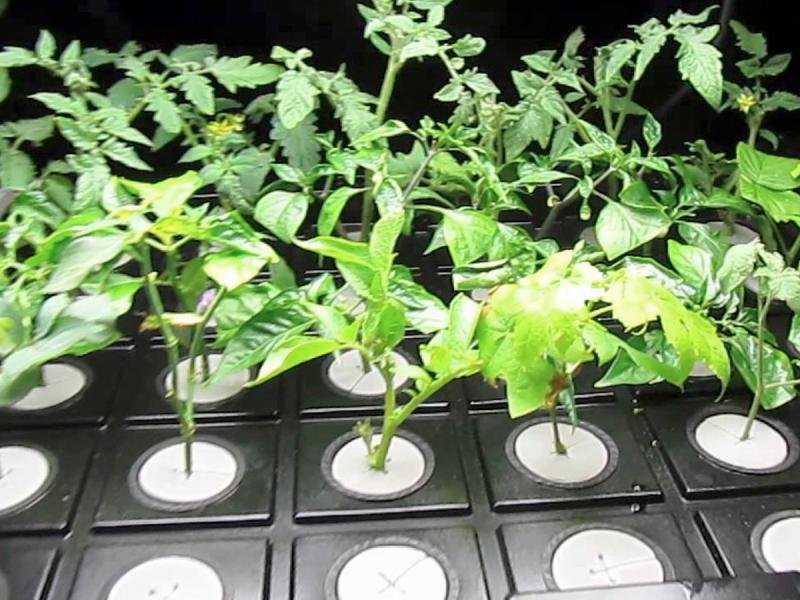 Cloning lets you grow an almost endless supply of plants | Cape Gazette