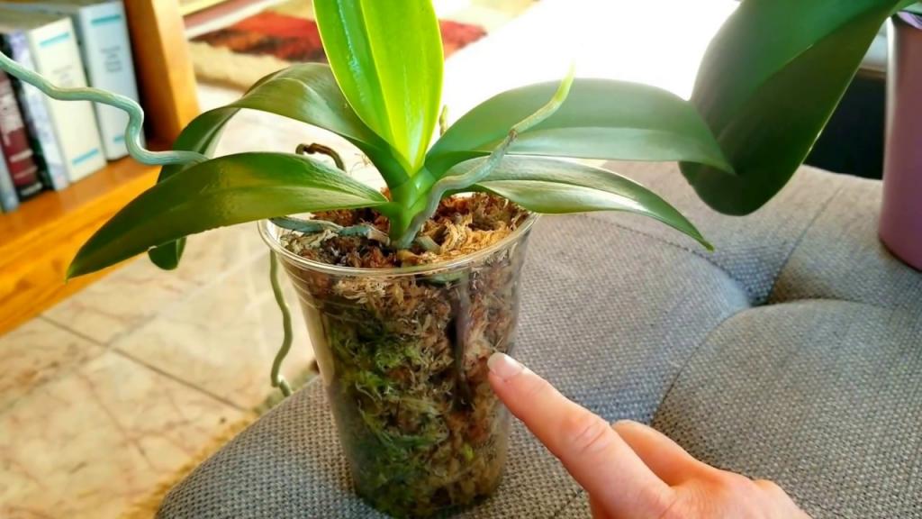 More moss tips...watering and fertilizing. How does your orchid grow? - YouTube