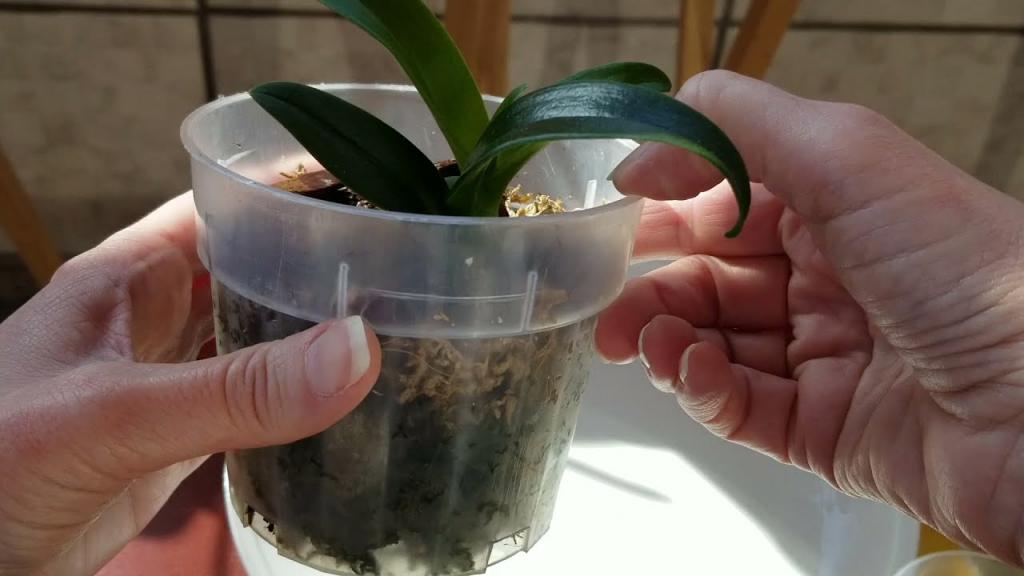 Watch Me Water an Orchid in Moss. How to Water, Fertilize & Maintain Moss. - YouTube