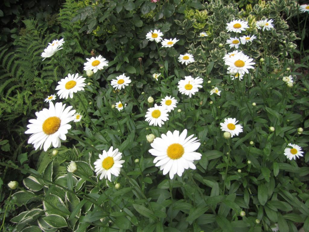 Shasta daisies are garden show-stoppers - silive.com