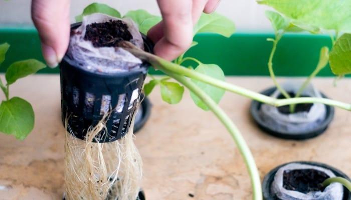 Hydroponic Root Rot | Identifying, Treating and Preventing - WhyFarmIt.com