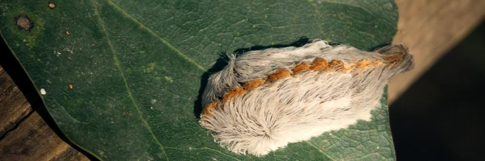 Puss Caterpillar Control: How To Get Rid of Puss Caterpillars | DIY Puss Caterpillar Treatment Guide | Solutions Pest & Lawn