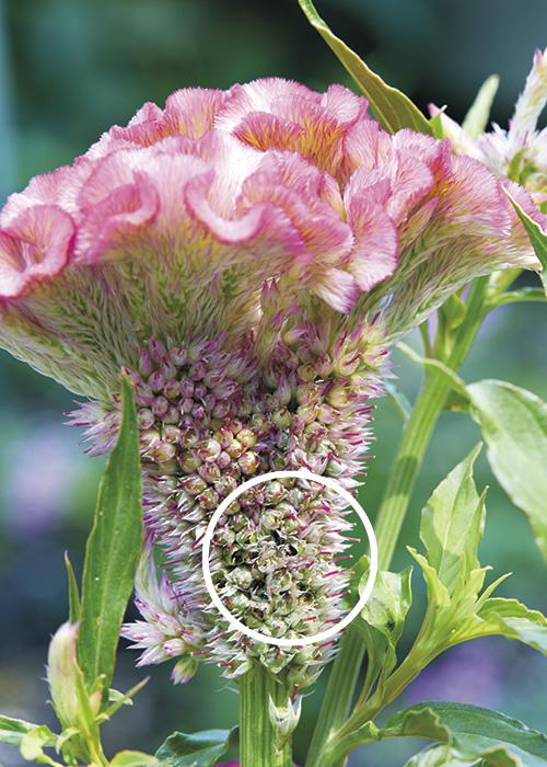 How to Start Celosia from Seed | Garden Gate