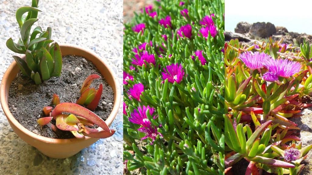 How To Grow and Propagate Cold Hardy Ice Plant (Carpobrotus) Succulent - YouTube