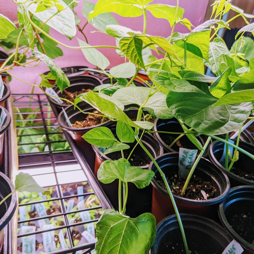 Growing Pole Beans & Green Beans – Starting Beans Indoors - Bunny's Garden