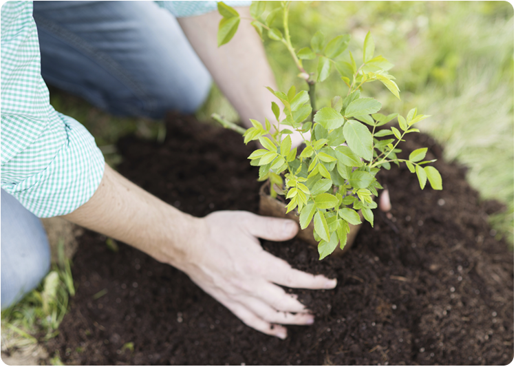 How to Grow Trees | Jobe's Company