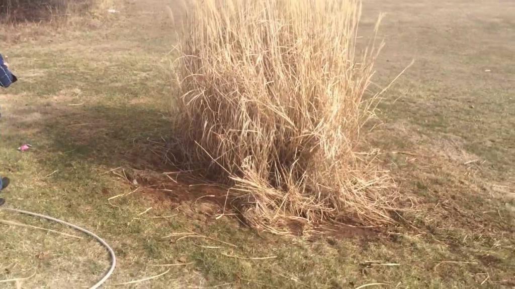 How To Rid a Pampas Grass In 1 Min!!! - YouTube