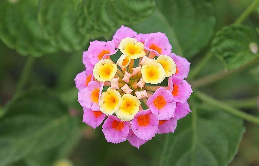 How To Root Lantana From Cuttings - Krostrade